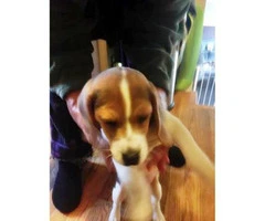 3 beagle puppies for sale - 3