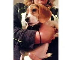 3 beagle puppies for sale - 4