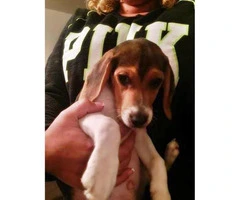 3 beagle puppies for sale - 5
