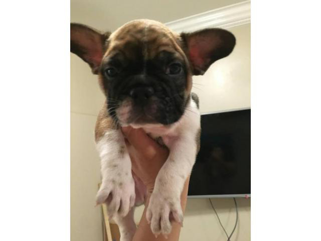 Blue and Tan French Bulldog puppies Honolulu Puppies for