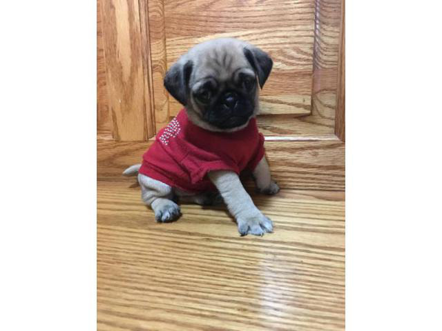 Pug pups for sale 6 weeks old in Chicago, Illinois - Puppies for Sale