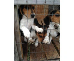 3 months old beagle puppies, 2 male available