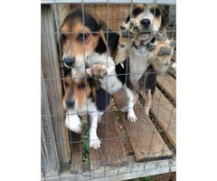3 months old beagle puppies, 2 male available - 2