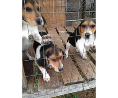 3 months old beagle puppies, 2 male available - 3