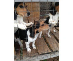 3 months old beagle puppies, 2 male available - 4