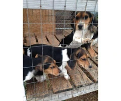 3 months old beagle puppies, 2 male available - 5