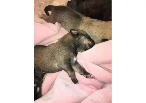 Alaskan and siberian husky mix puppies for rehoming