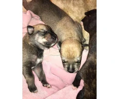 Alaskan and siberian husky mix puppies for rehoming