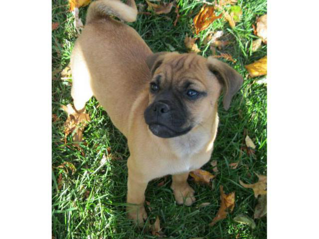 jack russell pug mix for sale