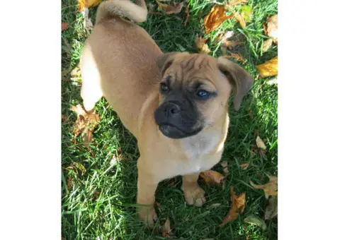 Jug (Jack Russell Terrier Pug Mix) Puppies for Sale