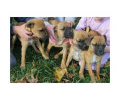 Jug (Jack Russell Terrier Pug Mix) Puppies for Sale