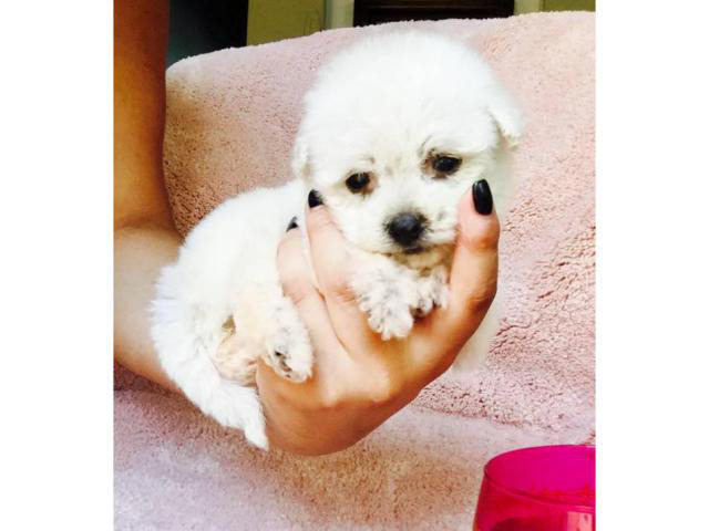 55 Droll Teacup Morkie Puppies For Sale Near Me Picture 8K - uk