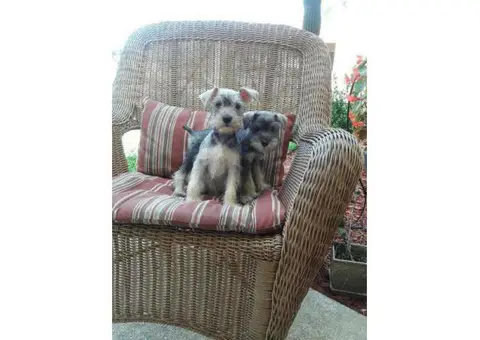 2 month old Miniature Schnauzer Puppies