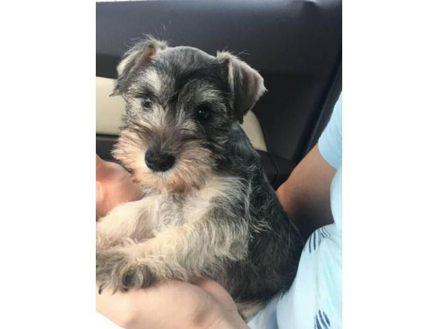 2 month old Miniature Schnauzer Puppies in Orlando, Florida - Puppies for Sale Near Me