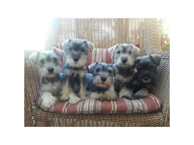2 month old Miniature Schnauzer Puppies in Orlando ...