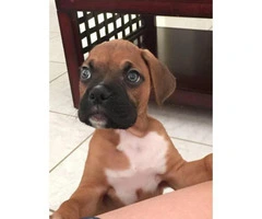 AKC boxer puppies - females and males available - 1