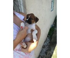 AKC boxer puppies - females and males available - 2