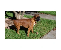 AKC boxer puppies - females and males available - 3