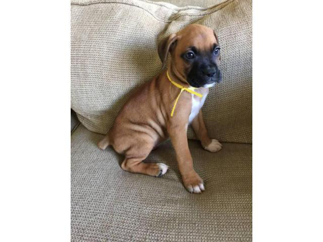 AKC boxer puppies females and males available in