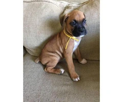 AKC boxer puppies - females and males available - 6