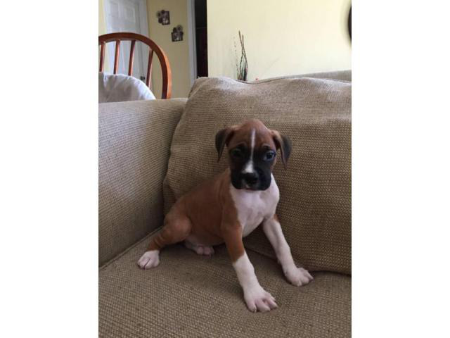 AKC boxer puppies females and males available in
