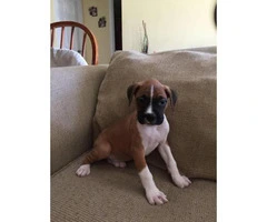 AKC boxer puppies - females and males available - 7