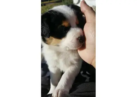Borgi Puppies for Sale