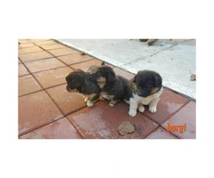 Borgi Puppies for Sale