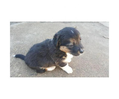 borgi puppies