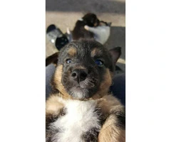 Borgi Puppies for Sale