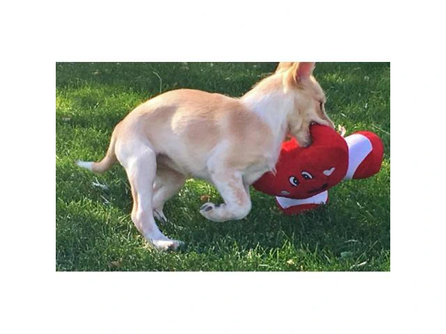For Sale Terrier Cross Puppy