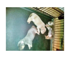 ABKC Tri color bullys puppies for sale