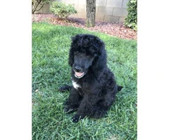 Standard poodle puppies - 1