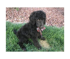 Standard poodle puppies - 2