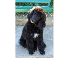 Standard poodle puppies - 3