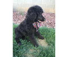 Standard poodle puppies - 4