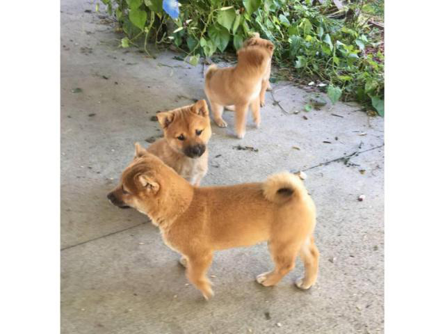 5 Purebred Shiba Inu Puppies For Sale In Chariton Iowa