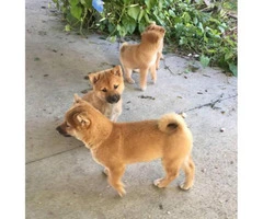 5 Purebred Shiba Inu Puppies for Sale
