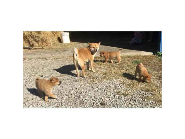 5 Purebred Shiba Inu Puppies For Sale In Chariton Iowa