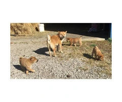 5 Purebred Shiba Inu Puppies for Sale - 3