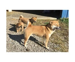 5 Purebred Shiba Inu Puppies for Sale - 4