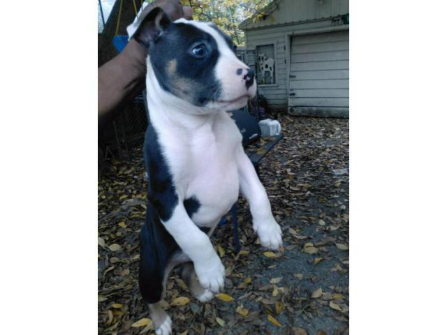 Cute Blue Pitbull Puppies For Sale Near Me