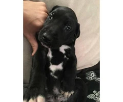 Great Dane Puppies for Sale 1 males 6 females - 1