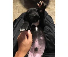 Great Dane Puppies for Sale 1 males 6 females - 3