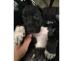 Great Dane Puppies for Sale 1 males 6 females - 4