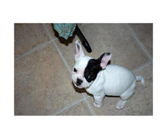 french bulldog puppies for sale - 2