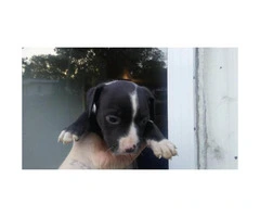 blue nose puppies for sale