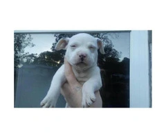 blue nose puppies for sale - 3