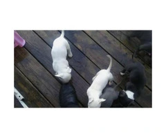 blue nose puppies for sale - 4