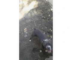 blue nose puppies for sale - 5